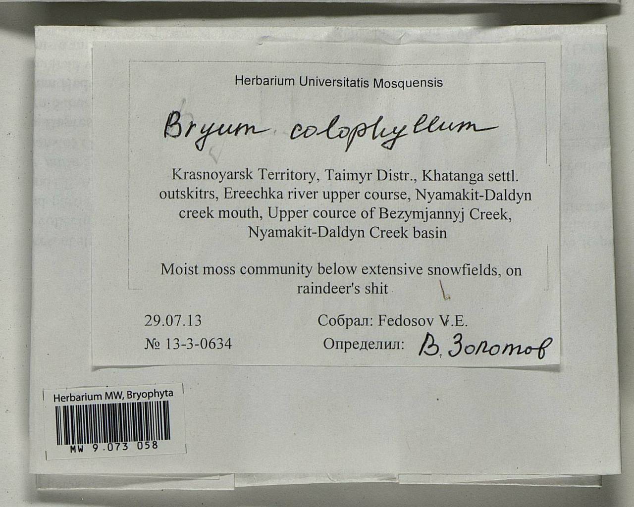 Ptychostomum calophyllum (R. Br.) J.R. Spence, Bryophytes, Bryophytes - Krasnoyarsk Krai, Tyva & Khakassia (B17) (Russia)