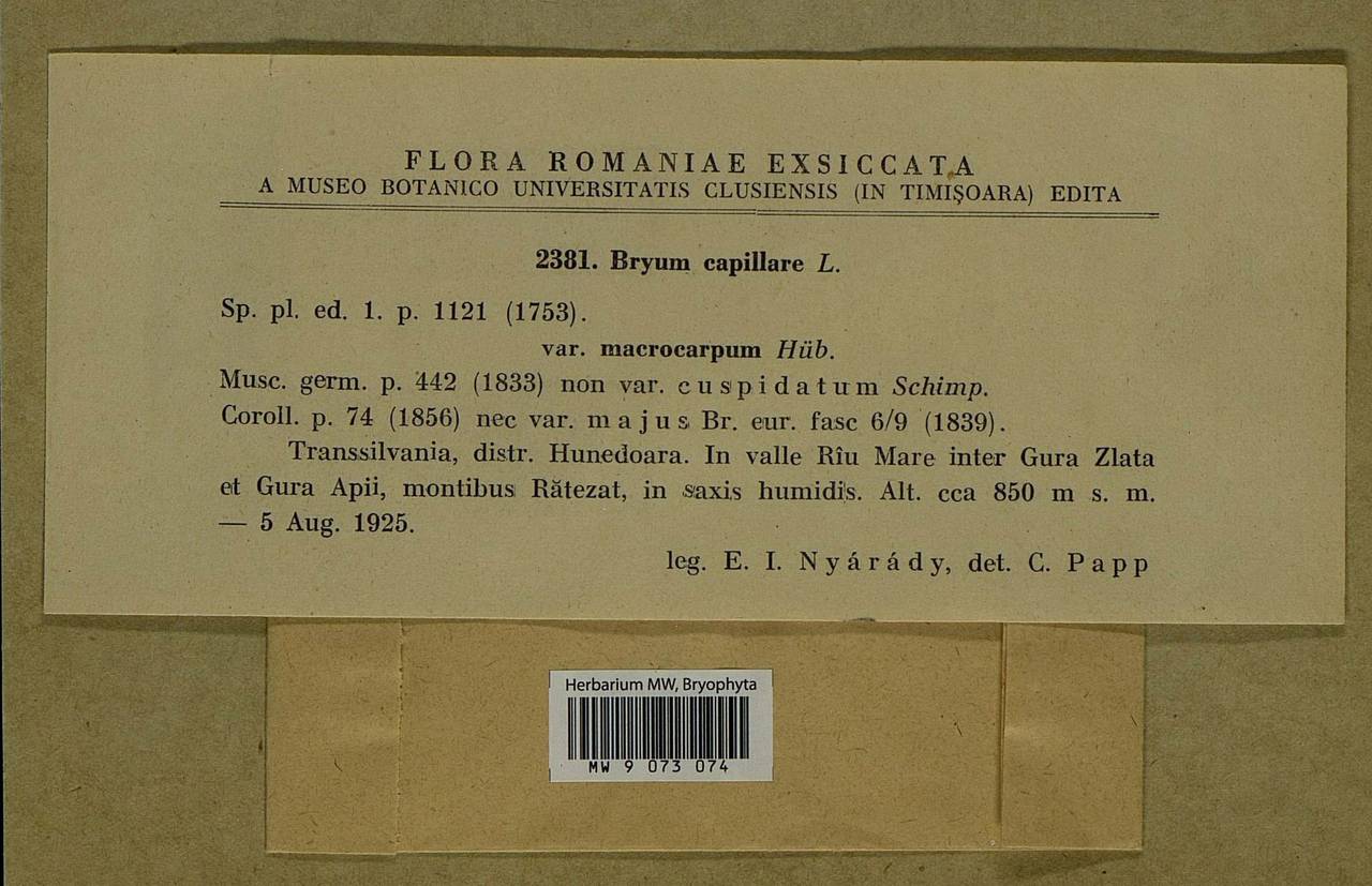 Rosulabryum capillare (Hedw.) J.R. Spence, Bryophytes, Bryophytes - Western Europe (BEu) (Romania)