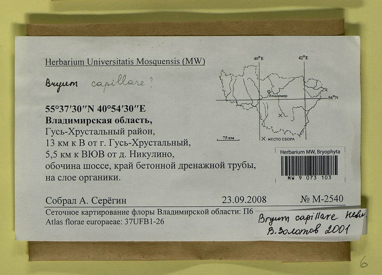 Rosulabryum capillare (Hedw.) J.R. Spence, Bryophytes, Bryophytes - Middle Russia (B6) (Russia)