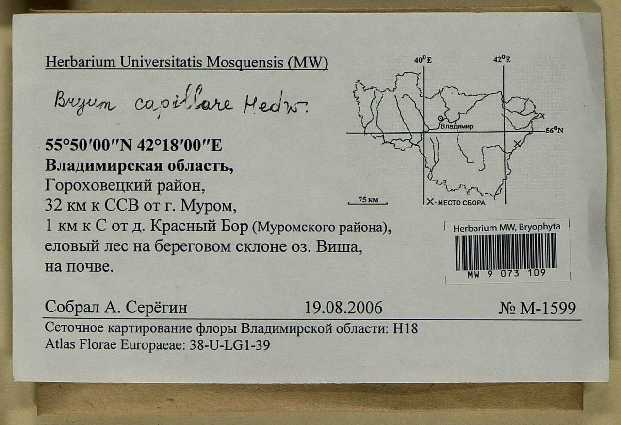 Rosulabryum capillare (Hedw.) J.R. Spence, Bryophytes, Bryophytes - Middle Russia (B6) (Russia)