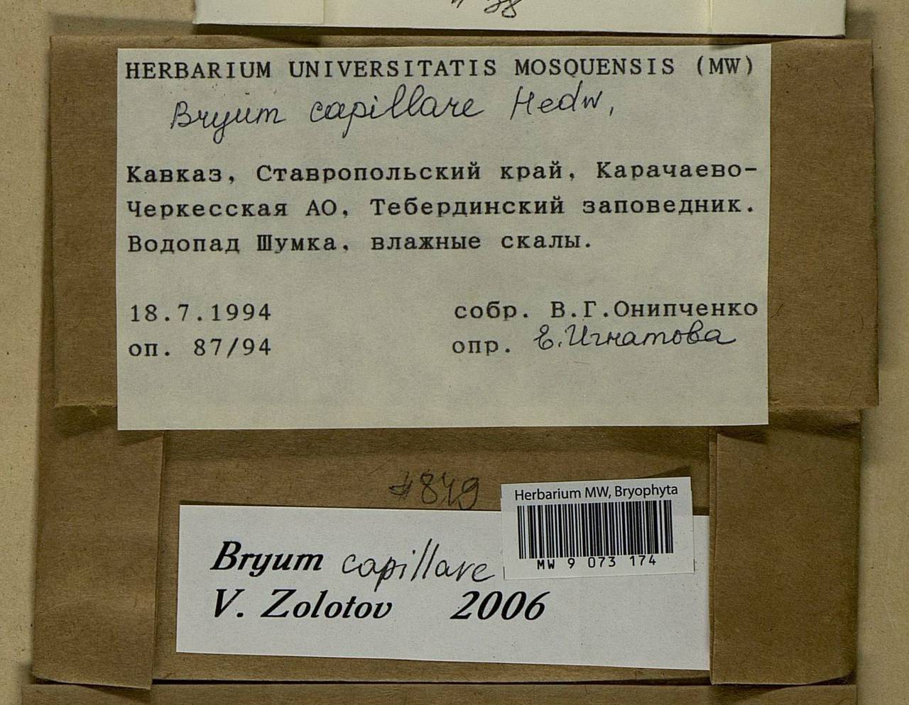 Rosulabryum capillare (Hedw.) J.R. Spence, Bryophytes, Bryophytes - North Caucasus & Ciscaucasia (B12) (Russia)