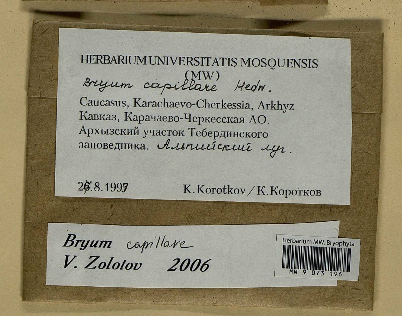 Rosulabryum capillare (Hedw.) J.R. Spence, Bryophytes, Bryophytes - North Caucasus & Ciscaucasia (B12) (Russia)