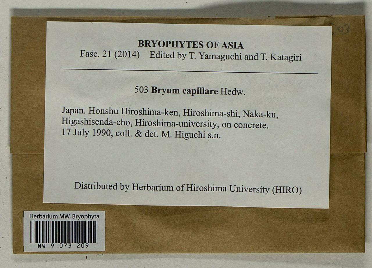 Rosulabryum capillare (Hedw.) J.R. Spence, Bryophytes, Bryophytes - Asia (outside ex-Soviet states) (BAs) (Japan)