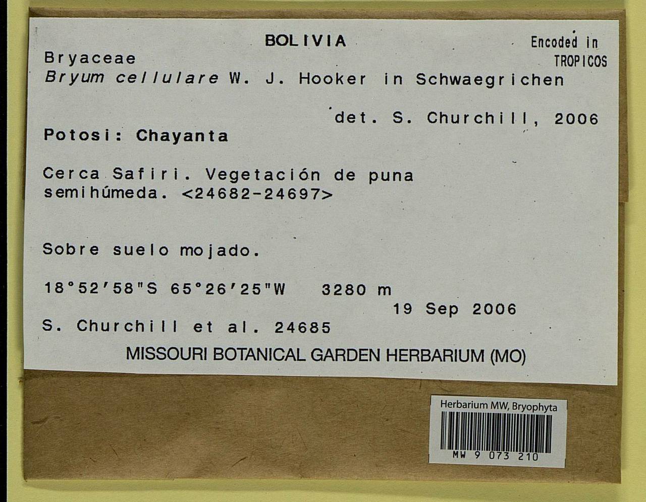 Plagiobryoides cellularis (Hook.) J.R. Spence, Bryophytes, Bryophytes - America (BAm) (Bolivia)