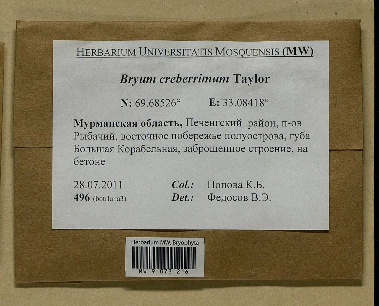 Ptychostomum creberrimum (Taylor) J.R. Spence & H.P. Ramsay, Bryophytes, Bryophytes - Karelia, Leningrad & Murmansk Oblasts (B4) (Russia)