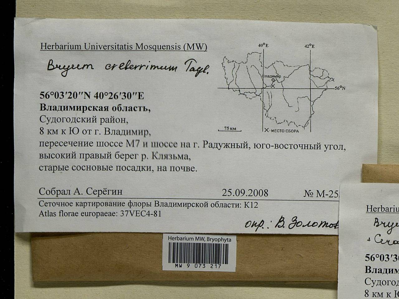 Ptychostomum creberrimum (Taylor) J.R. Spence & H.P. Ramsay, Bryophytes, Bryophytes - Middle Russia (B6) (Russia)