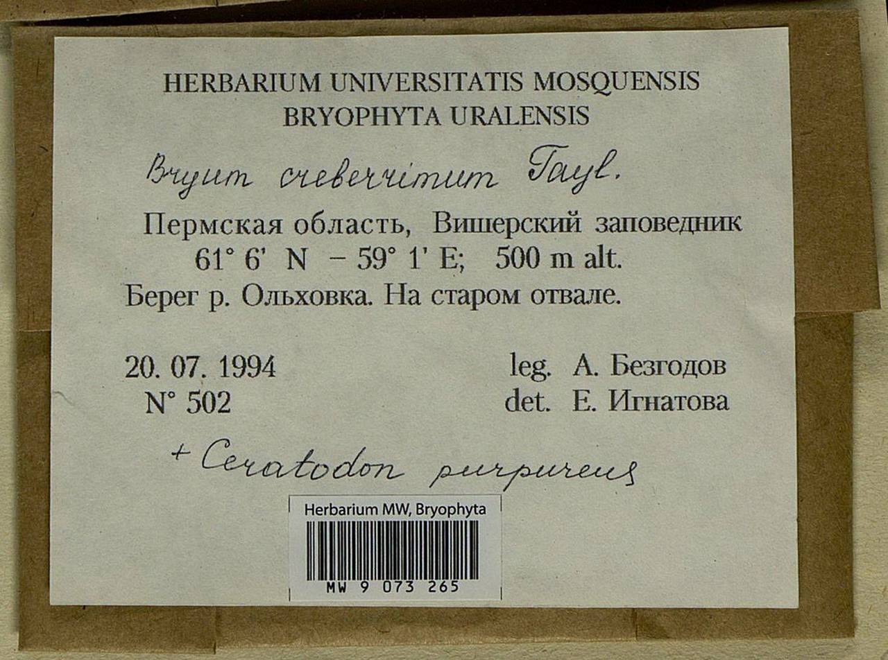 Ptychostomum creberrimum (Taylor) J.R. Spence & H.P. Ramsay, Bryophytes, Bryophytes - Permsky Krai, Udmurt Republic, Sverdlovsk & Kirov Oblasts (B8) (Russia)