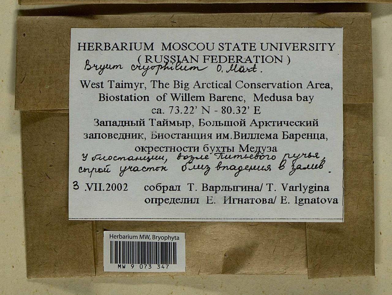 Ptychostomum cryophilum (Mårtensson) J.R. Spence, Bryophytes, Bryophytes - Krasnoyarsk Krai, Tyva & Khakassia (B17) (Russia)