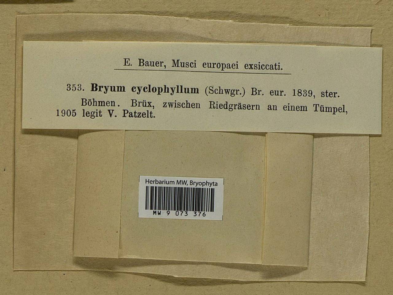 Ptychostomum cyclophyllum (Schwägr.) J.R. Spence, Bryophytes, Bryophytes - Western Europe (BEu) (Czech Republic)