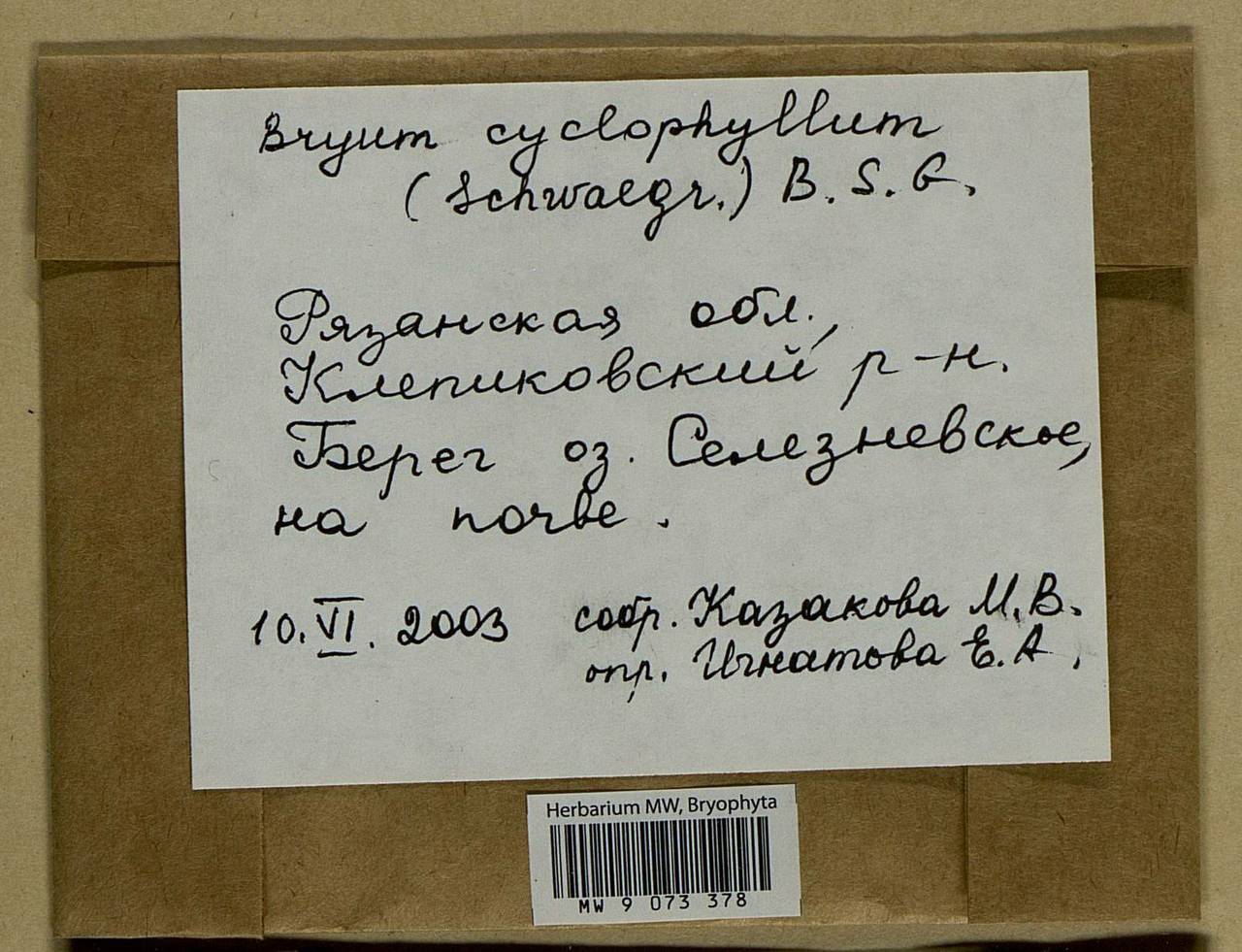 Ptychostomum cyclophyllum (Schwägr.) J.R. Spence, Bryophytes, Bryophytes - Middle Russia (B6) (Russia)