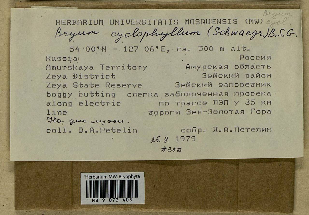 Ptychostomum cyclophyllum (Schwägr.) J.R. Spence, Bryophytes, Bryophytes - Russian Far East (excl. Chukotka & Kamchatka) (B20) (Russia)