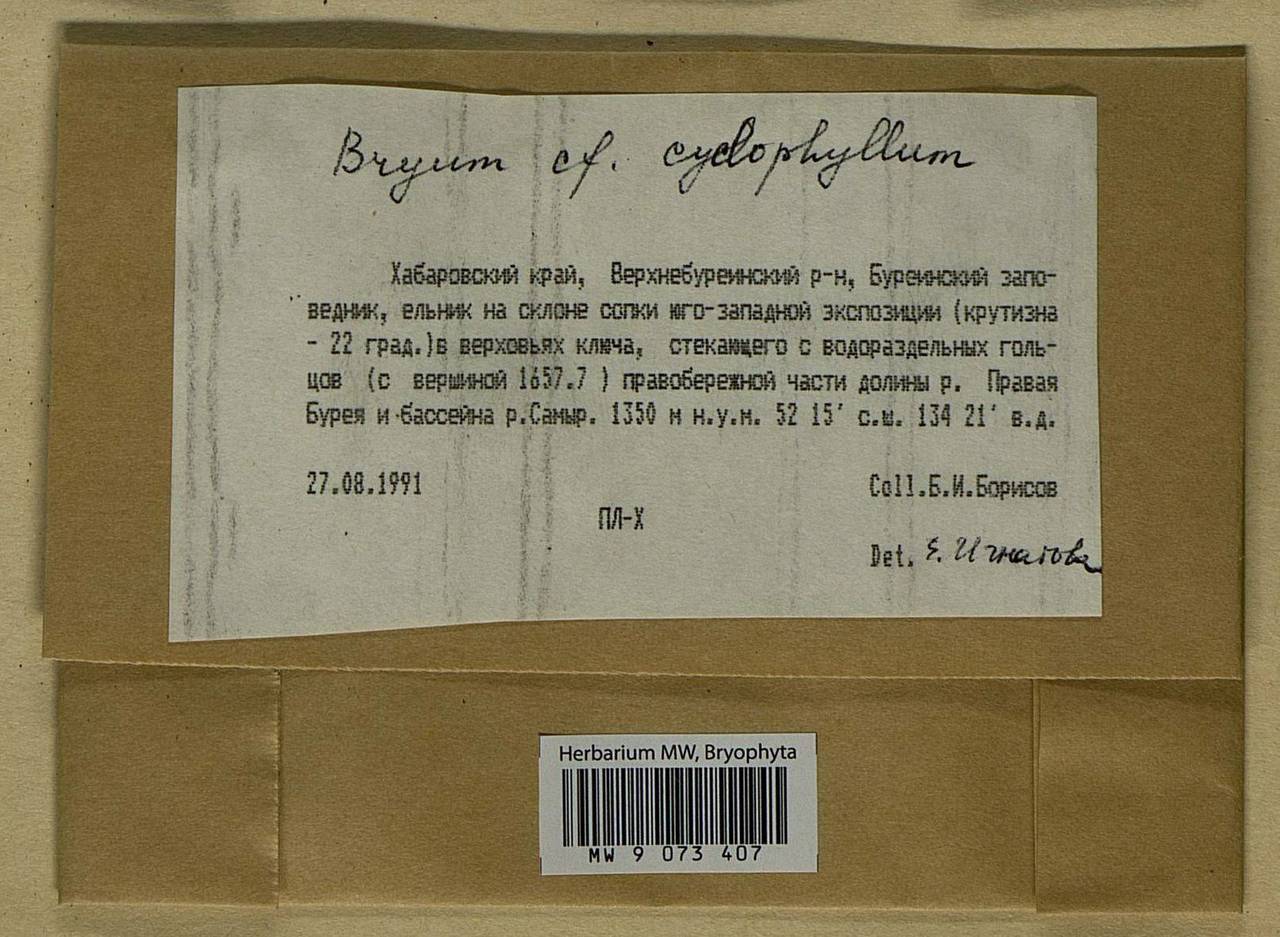 Ptychostomum cyclophyllum (Schwägr.) J.R. Spence, Bryophytes, Bryophytes - Russian Far East (excl. Chukotka & Kamchatka) (B20) (Russia)