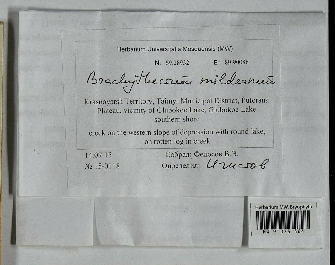 Brachythecium mildeanum (Schimp.) Schimp. ex Milde, Bryophytes, Bryophytes - Krasnoyarsk Krai, Tyva & Khakassia (B17) (Russia)