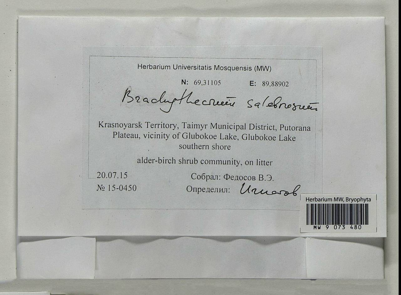 Brachythecium salebrosum (Hoffm. ex F. Weber & D. Mohr) Schimp., Bryophytes, Bryophytes - Krasnoyarsk Krai, Tyva & Khakassia (B17) (Russia)