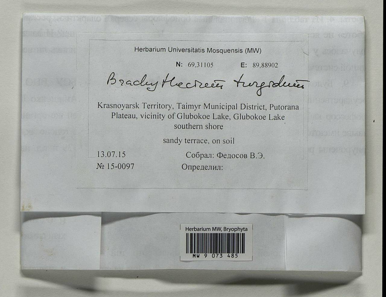 Brachythecium turgidum (Hartm.) Kindb., Bryophytes, Bryophytes - Krasnoyarsk Krai, Tyva & Khakassia (B17) (Russia)