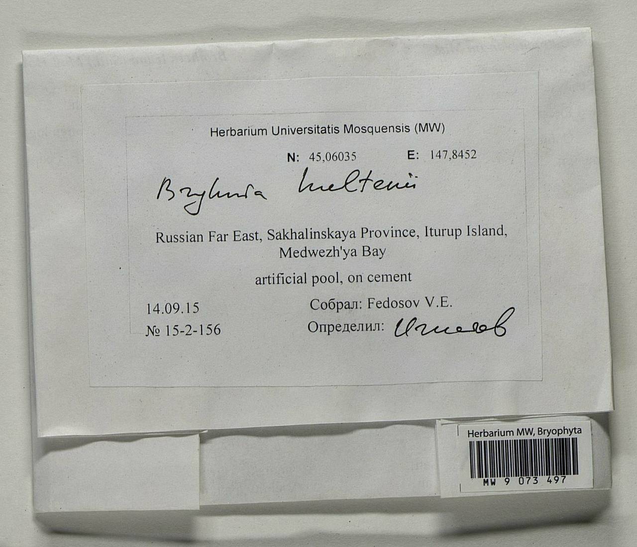 Brachythecium hultenii (E.B. Bartram) Min Li & Y.F. Wang, Bryophytes, Bryophytes - Russian Far East (excl. Chukotka & Kamchatka) (B20) (Russia)