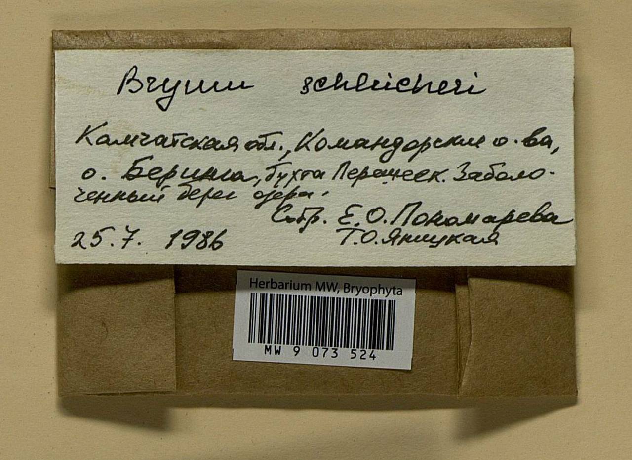 Ptychostomum schleicheri (DC.) J.R. Spence, Bryophytes, Bryophytes - Chukotka & Kamchatka (B21) (Russia)
