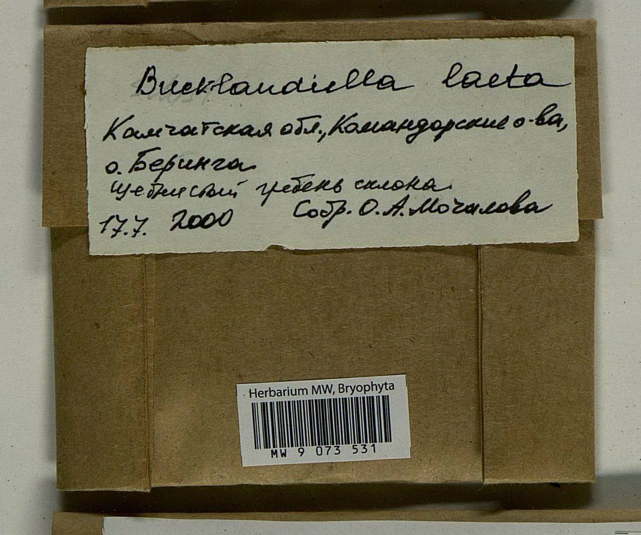Bucklandiella laeta (Besch. & Cardot) Bedn.-Ochyra & Ochyra, Bryophytes, Bryophytes - Chukotka & Kamchatka (B21) (Russia)