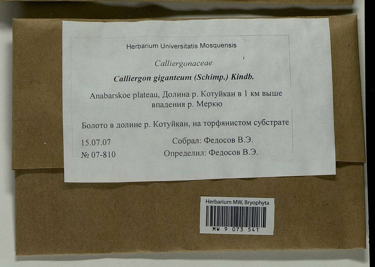 Calliergon giganteum (Schimp.) Kindb., Bryophytes, Bryophytes - Krasnoyarsk Krai, Tyva & Khakassia (B17) (Russia)