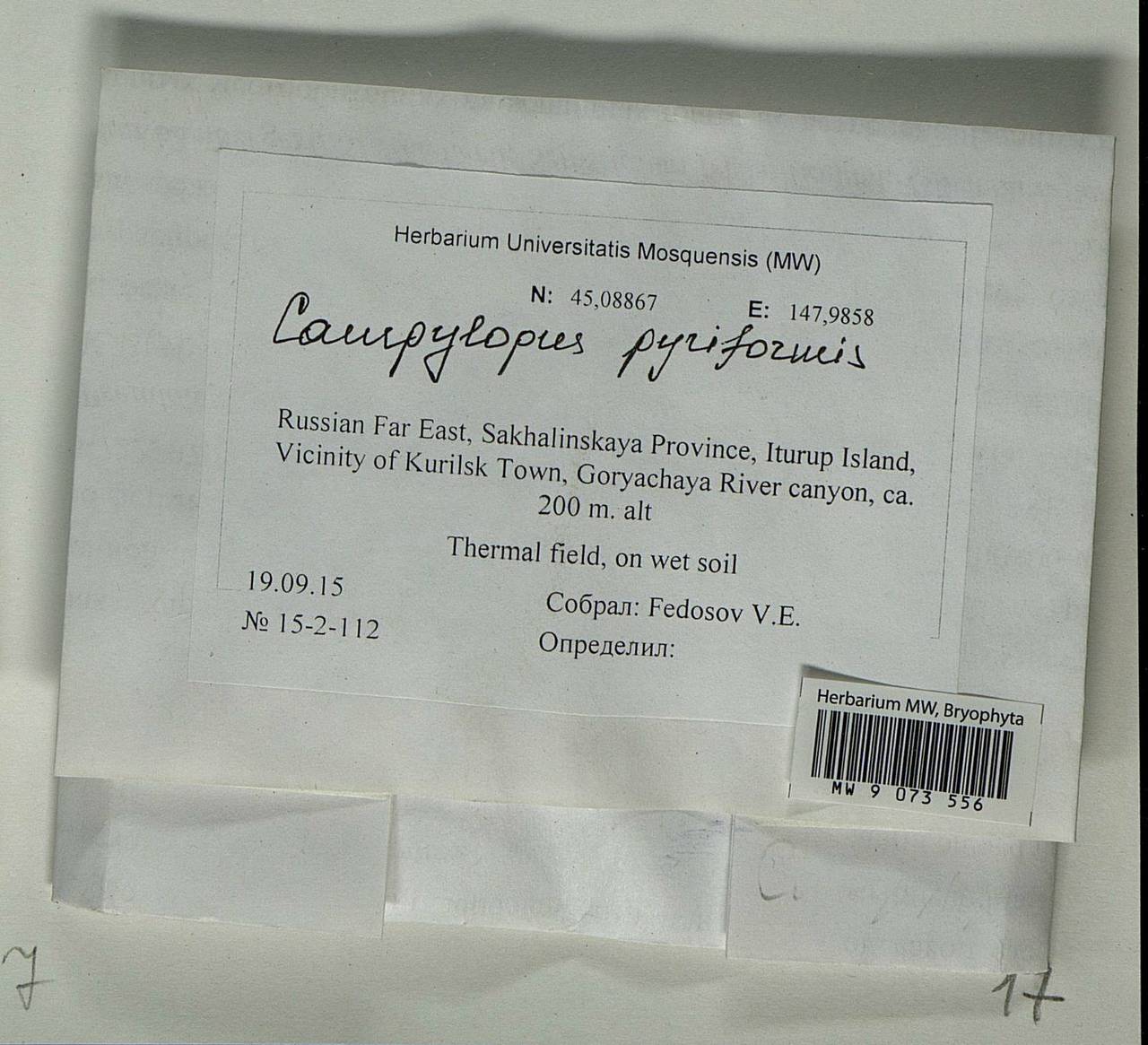 Campylopus pyriformis (Schultz) Brid., Bryophytes, Bryophytes - Russian Far East (excl. Chukotka & Kamchatka) (B20) (Russia)