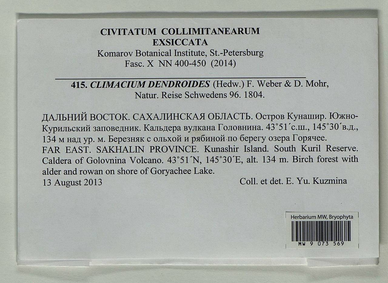 Climacium dendroides (Hedw.) F. Weber & D. Mohr, Bryophytes, Bryophytes - Russian Far East (excl. Chukotka & Kamchatka) (B20) (Russia)