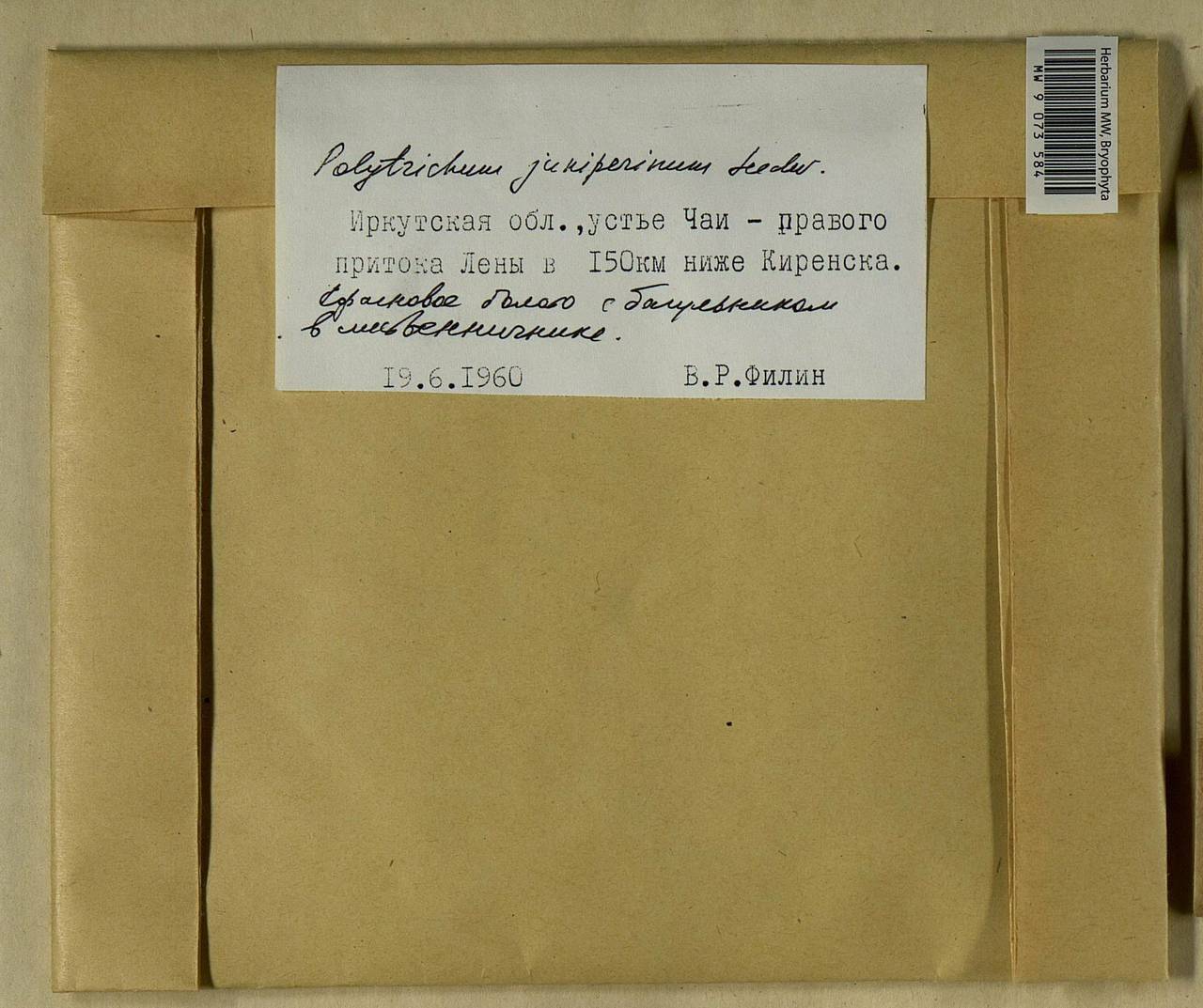 Polytrichum juniperinum Hedw., Bryophytes, Bryophytes - Baikal & Transbaikal regions (B18) (Russia)