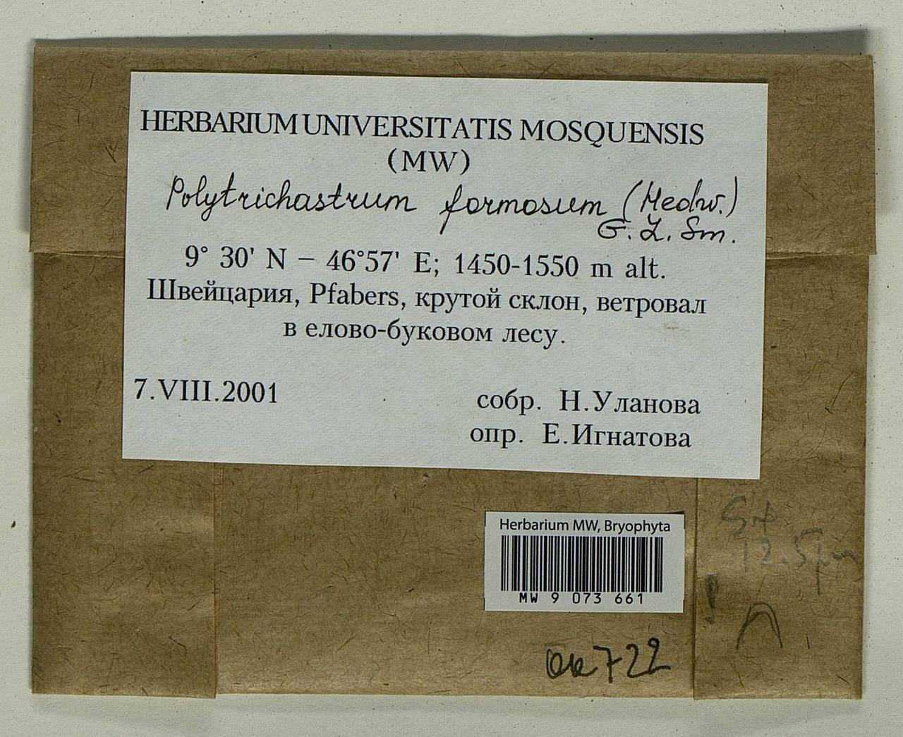 Polytrichum formosum Hedw., Bryophytes, Bryophytes - Western Europe (BEu) (Switzerland)