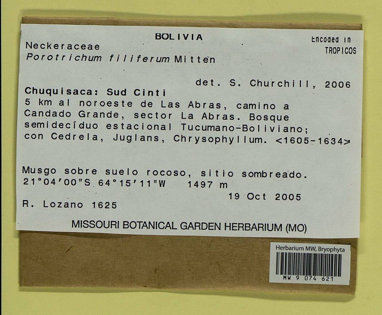 Porotrichum filiferum Mitt., Bryophytes, Bryophytes - America (BAm) (Bolivia)