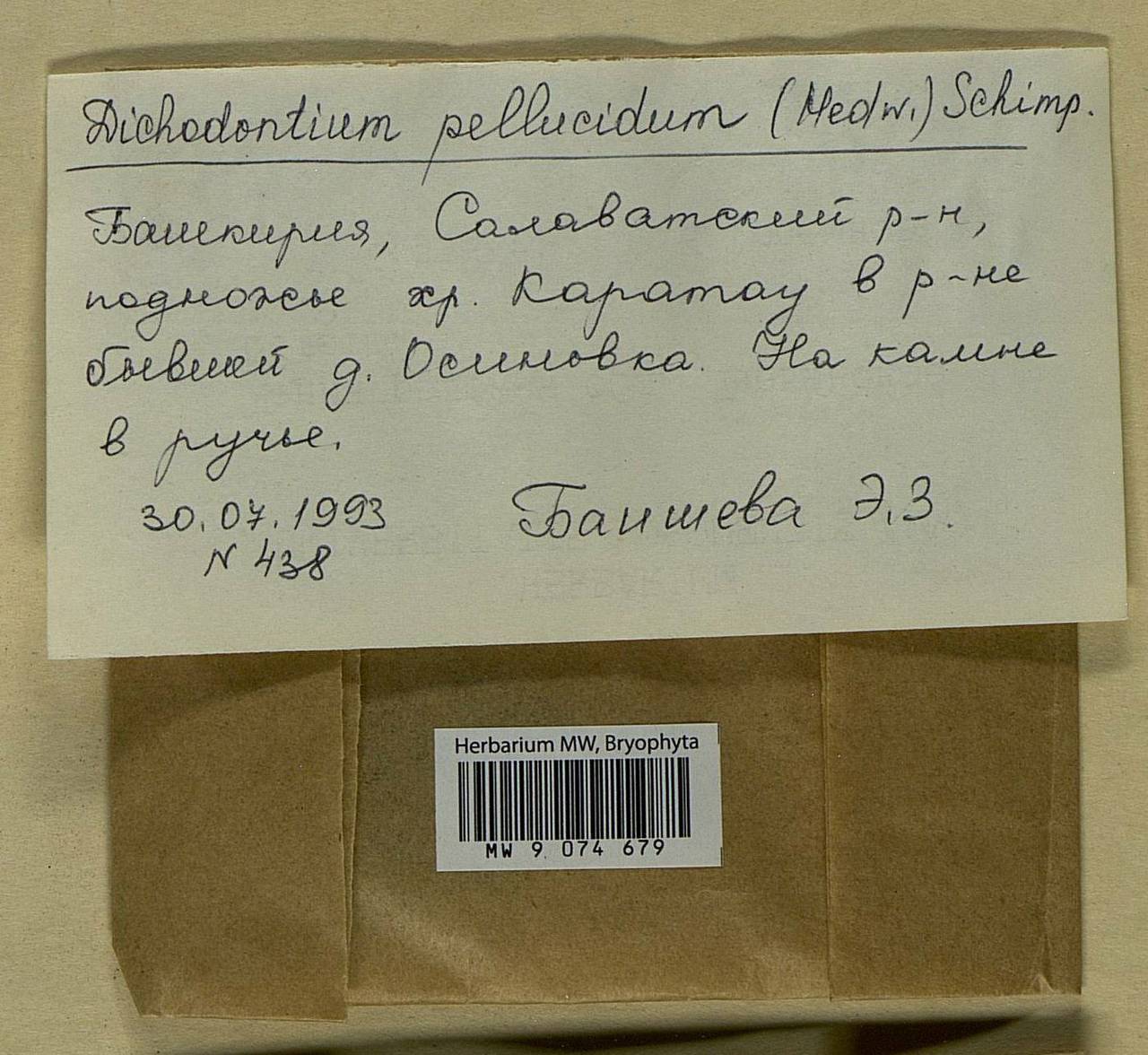 Dichodontium pellucidum (Hedw.) Schimp., Bryophytes, Bryophytes - South Urals (B14) (Russia)