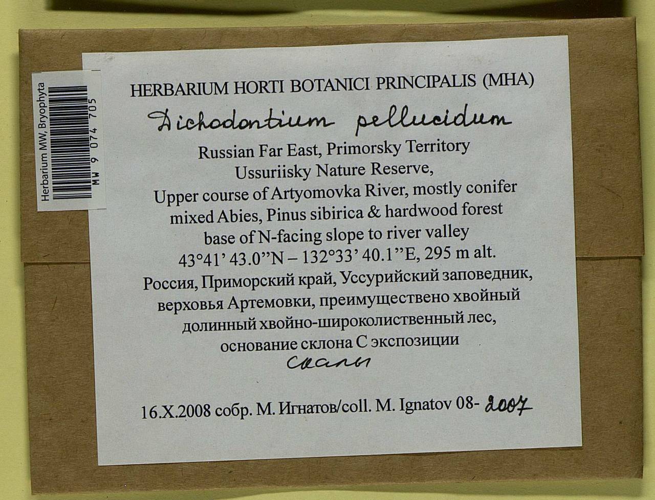 Dichodontium pellucidum (Hedw.) Schimp., Bryophytes, Bryophytes - Russian Far East (excl. Chukotka & Kamchatka) (B20) (Russia)