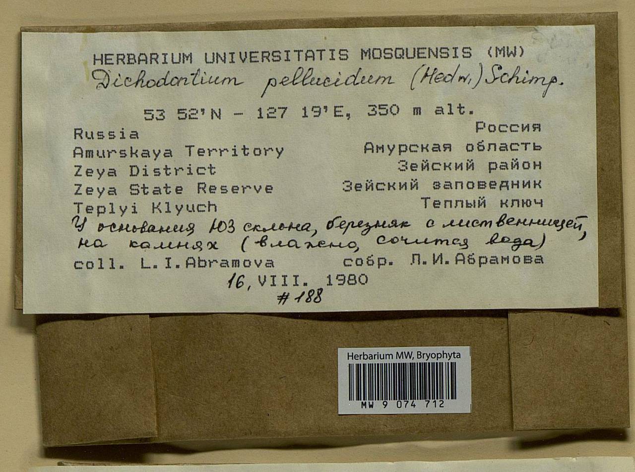 Dichodontium pellucidum (Hedw.) Schimp., Bryophytes, Bryophytes - Russian Far East (excl. Chukotka & Kamchatka) (B20) (Russia)