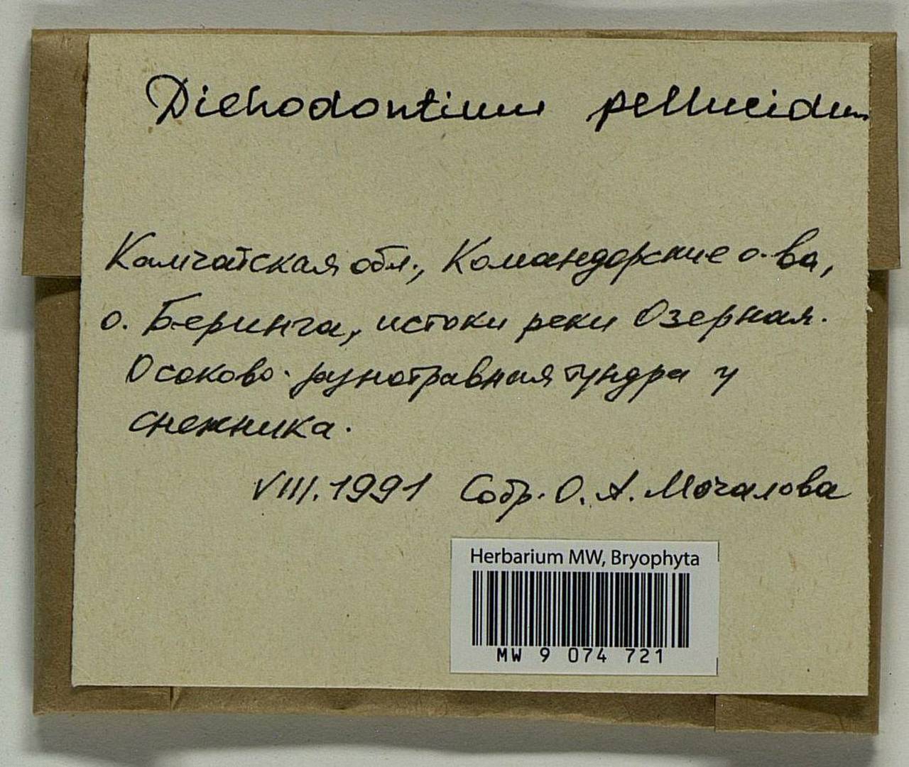 Dichodontium pellucidum (Hedw.) Schimp., Bryophytes, Bryophytes - Chukotka & Kamchatka (B21) (Russia)