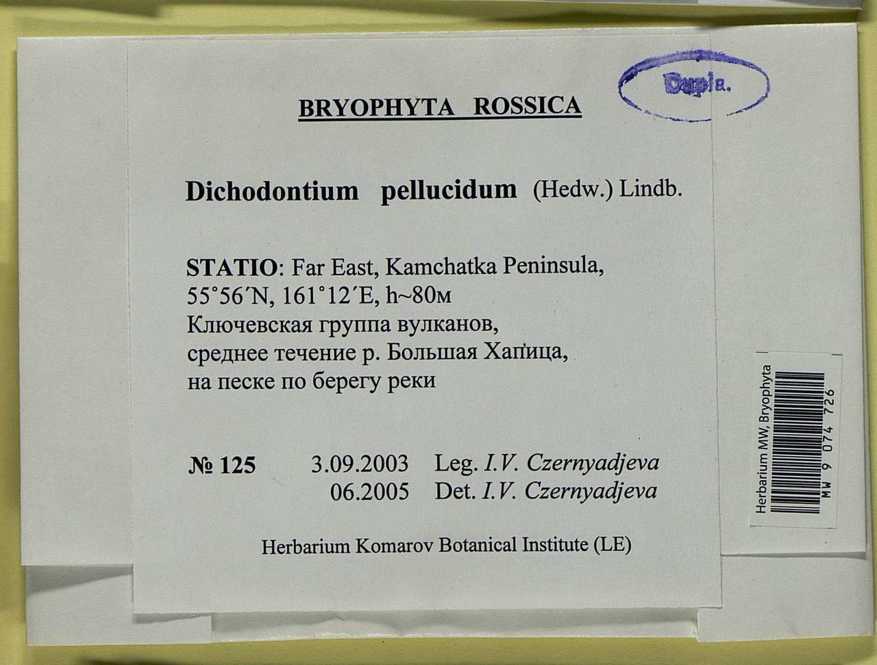 Dichodontium pellucidum (Hedw.) Schimp., Bryophytes, Bryophytes - Chukotka & Kamchatka (B21) (Russia)