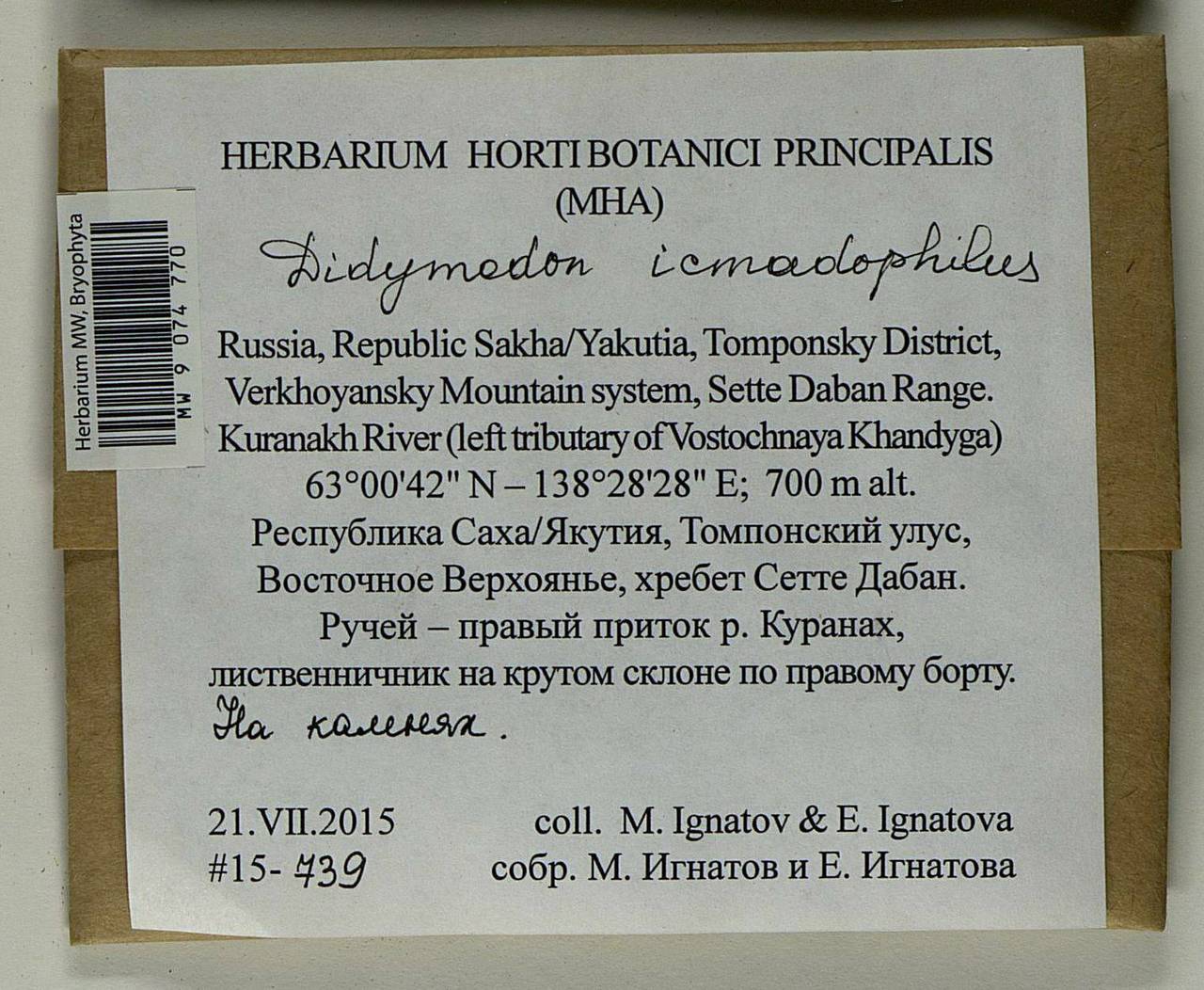 Didymodon icmadophilus (Schimp. ex Müll. Hal.) K. Saito, Bryophytes, Bryophytes - Yakutia (B19) (Russia)