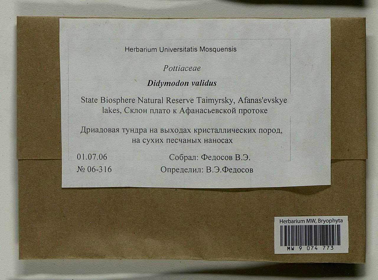 Didymodon validus Limpr., Bryophytes, Bryophytes - Krasnoyarsk Krai, Tyva & Khakassia (B17) (Russia)