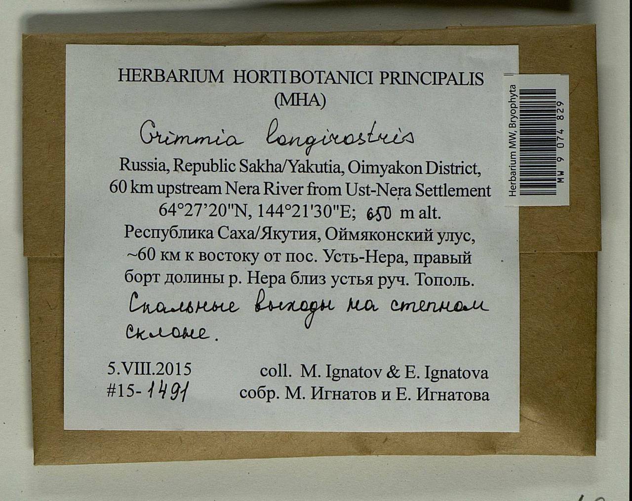 Grimmia longirostris Hook., Bryophytes, Bryophytes - Yakutia (B19) (Russia)