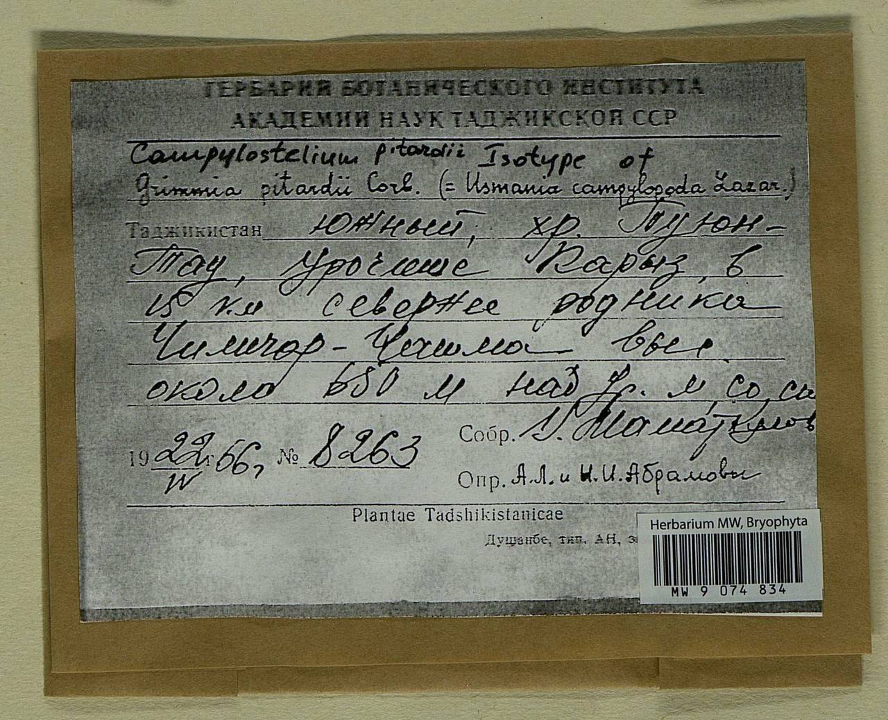 Campylostelium pitardii (Corb.) E. Maier, Bryophytes, Bryophytes - Middle Asia & Kazakhstan (B16) (Tajikistan)