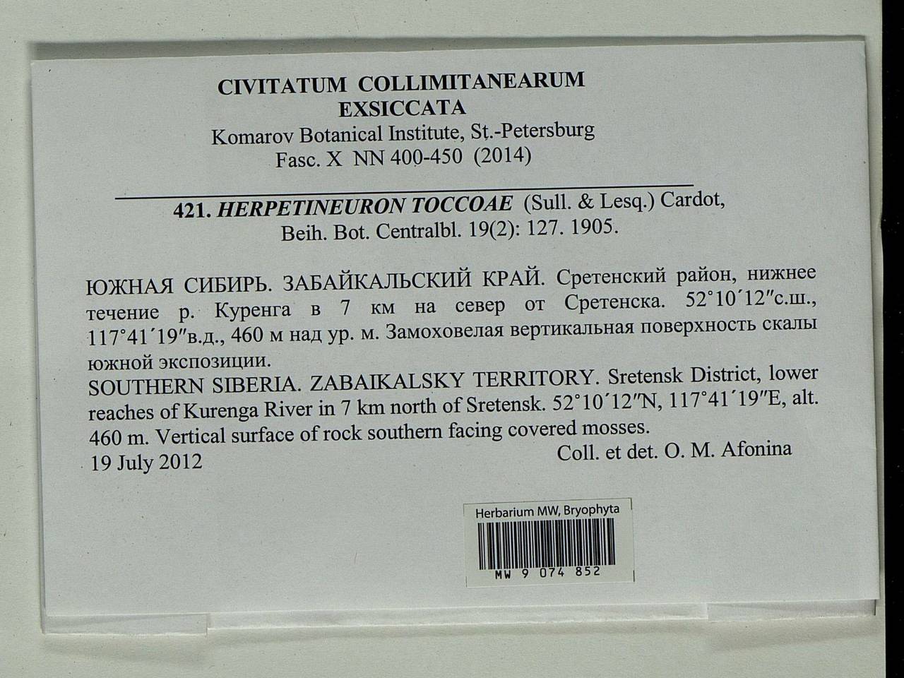 Herpetineuron toccoae (Sull. & Lesq.) Cardot, Bryophytes, Bryophytes - Baikal & Transbaikal regions (B18) (Russia)