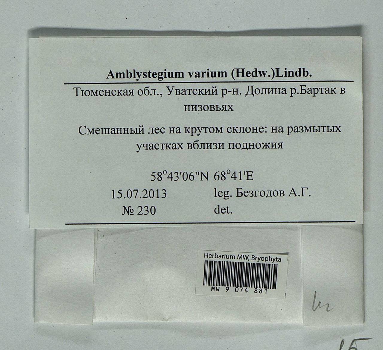 Hygroamblystegium humile (P. Beauv.) Vanderp., Hedenäs & Goffinet, Bryophytes, Bryophytes - Western Siberia (including Altai) (B15) (Russia)