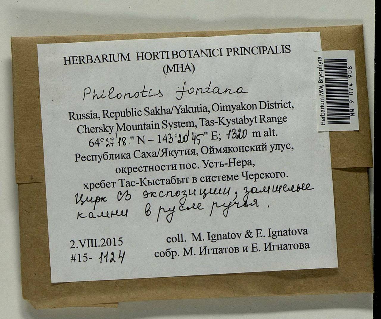Philonotis fontana (Hedw.) Brid., Bryophytes, Bryophytes - Yakutia (B19) (Russia)
