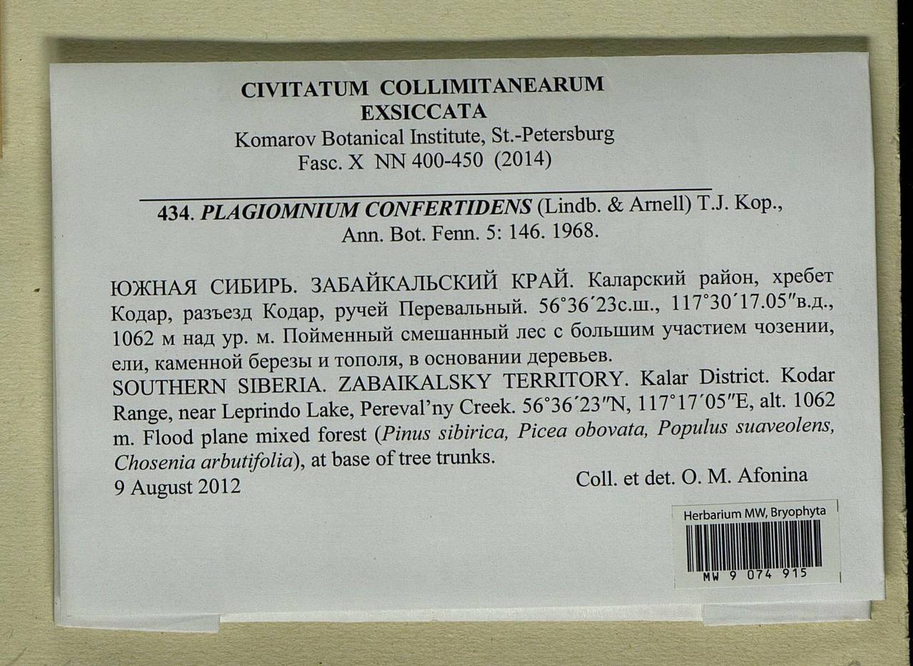 Plagiomnium confertidens (Lindb. & Arnell) T.J. Kop., Bryophytes, Bryophytes - Baikal & Transbaikal regions (B18) (Russia)