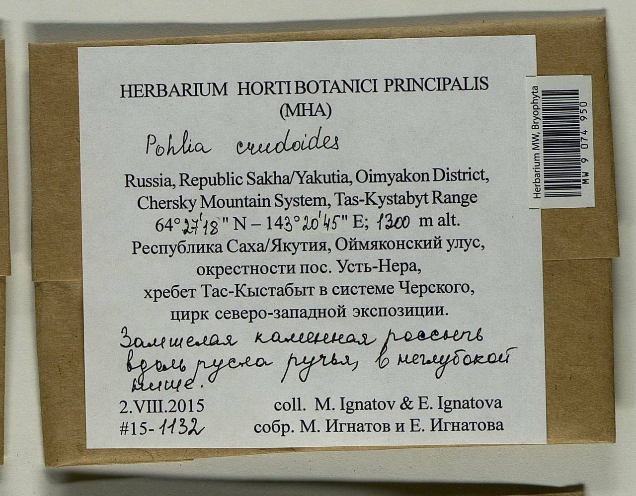 Pohlia crudoides (Sull. & Lesq.) Broth., Bryophytes, Bryophytes - Yakutia (B19) (Russia)