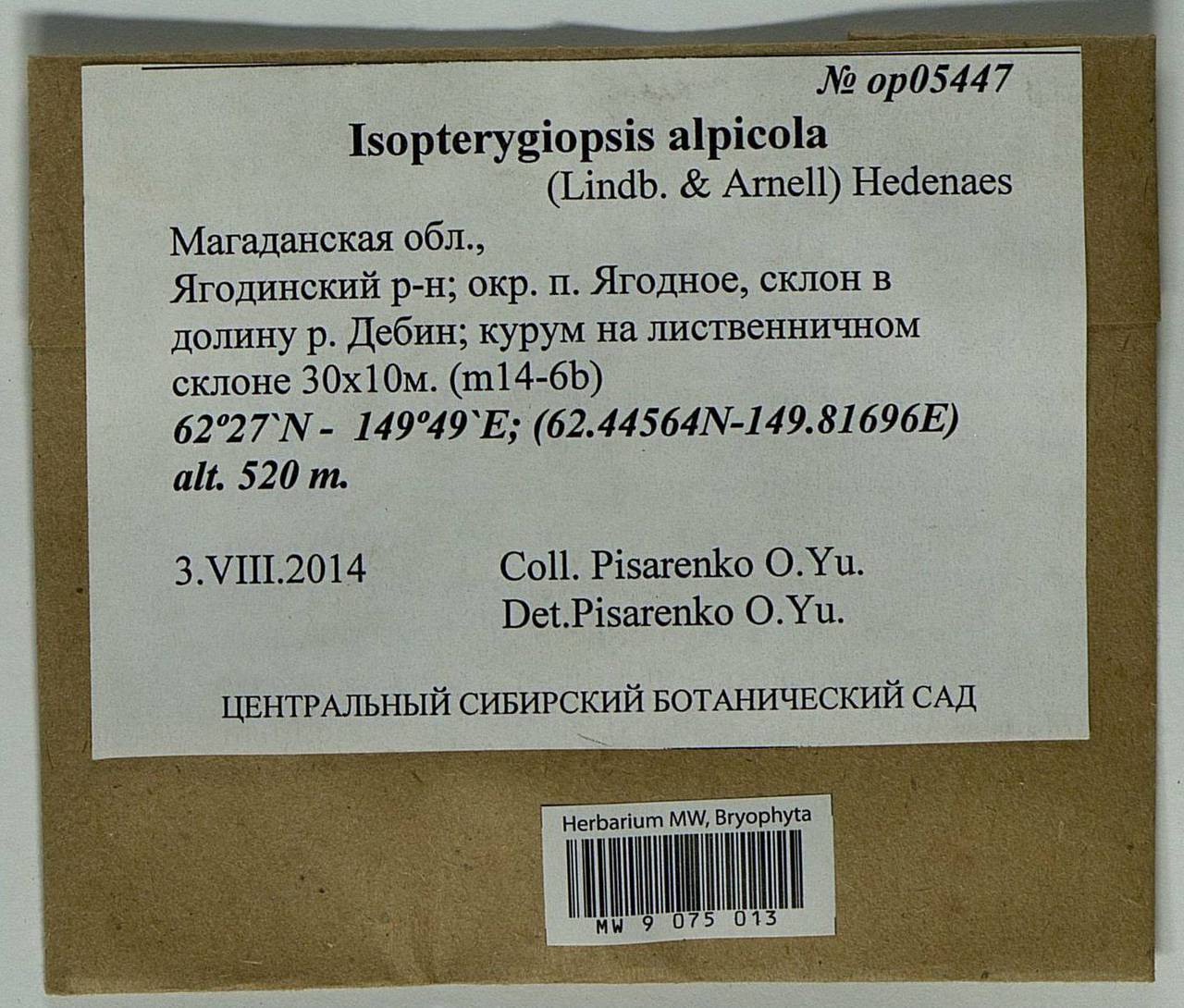 Isopterygiella alpicola (Lindb.) Ignatov & Ignatova, Bryophytes, Bryophytes - Chukotka & Kamchatka (B21) (Russia)