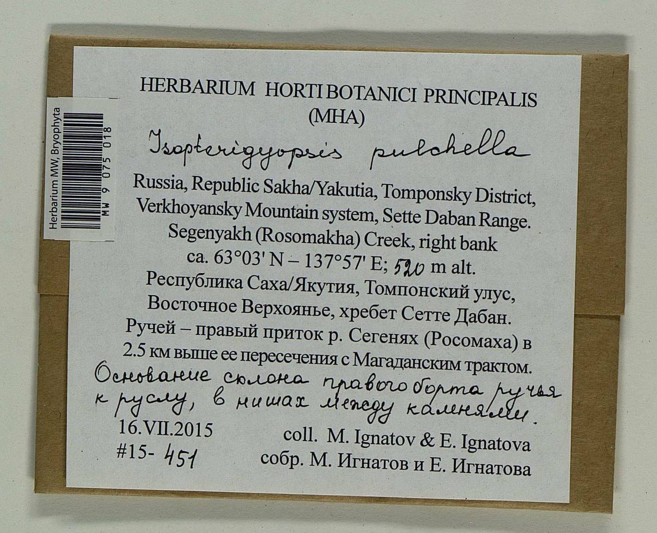 Isopterygiella pulchella (Hedw.) Ignatov & Ignatova, Bryophytes, Bryophytes - Yakutia (B19) (Russia)