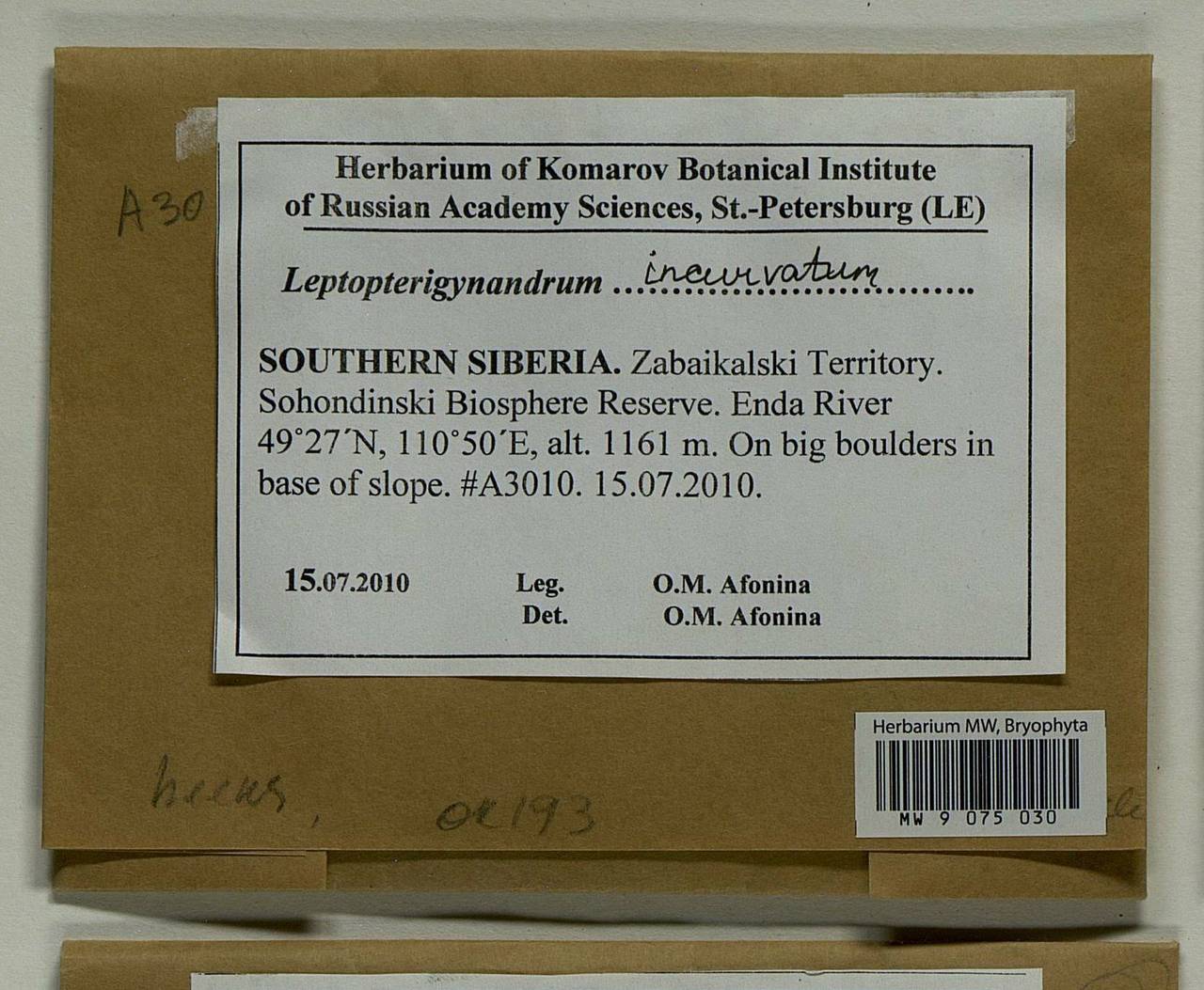 Leptopterigynandrum incurvatum Broth., Bryophytes, Bryophytes - Baikal & Transbaikal regions (B18) (Russia)