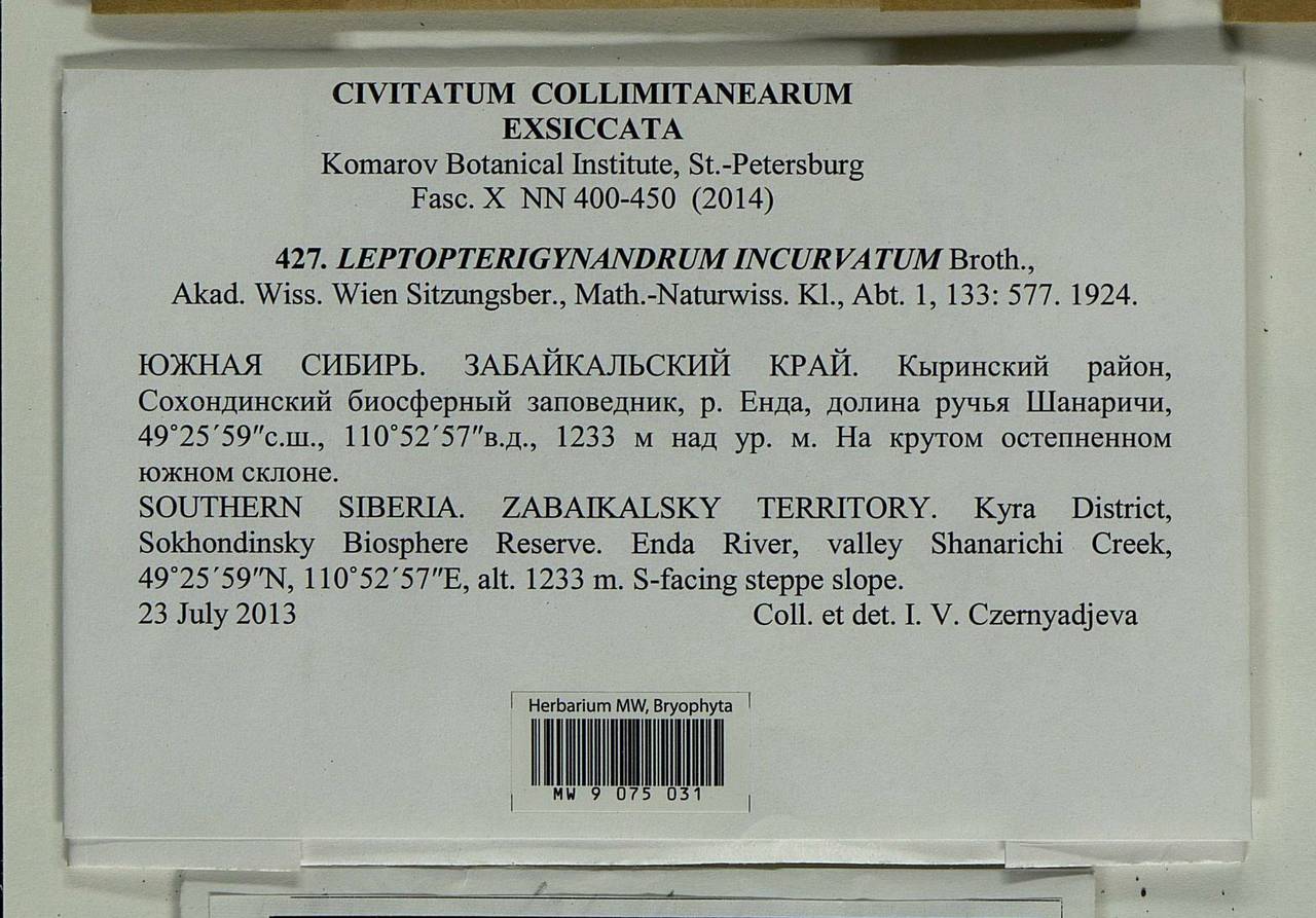 Leptopterigynandrum incurvatum Broth., Bryophytes, Bryophytes - Baikal & Transbaikal regions (B18) (Russia)