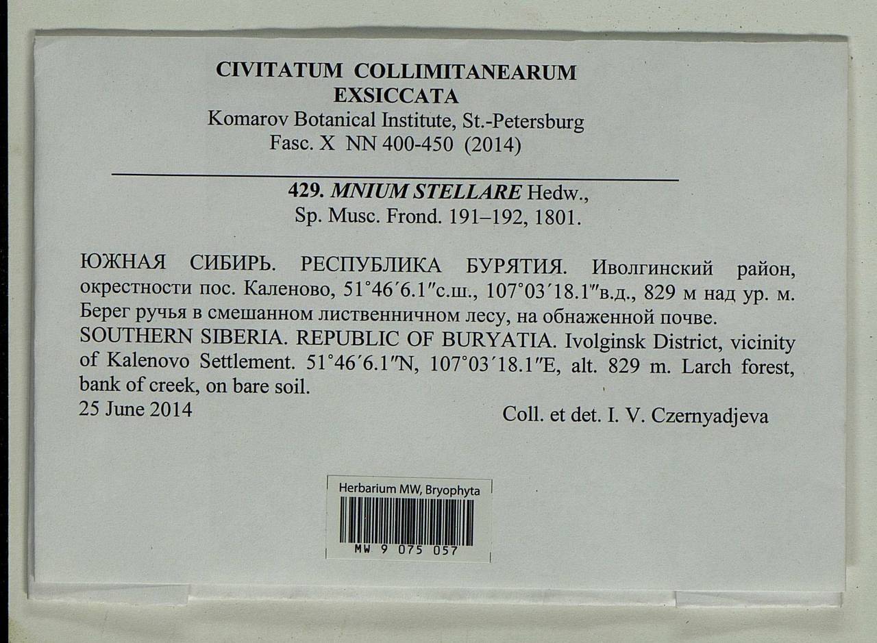 Mnium stellare Hedw., Bryophytes, Bryophytes - Baikal & Transbaikal regions (B18) (Russia)