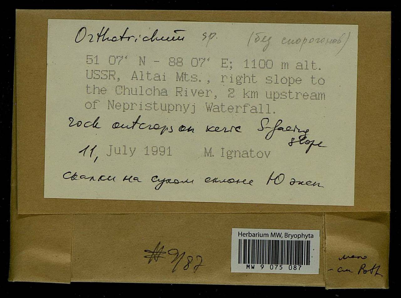 Orthotrichum, Bryophytes, Bryophytes - Western Siberia (including Altai) (B15) (Russia)