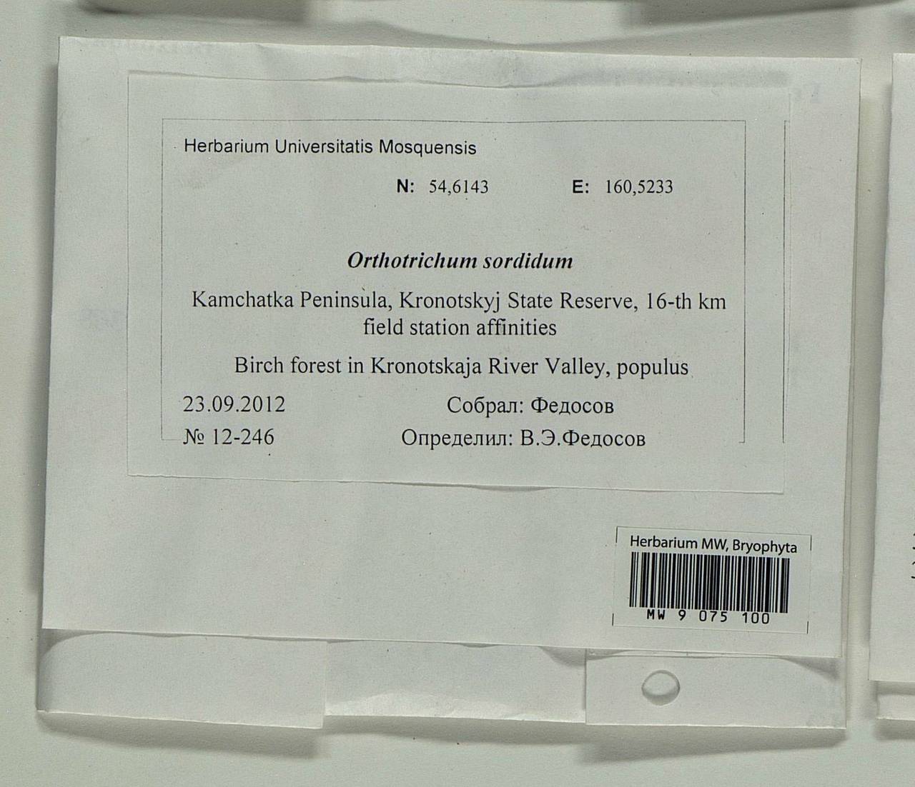 Lewinskya sordida (Sull. & Lesq.) F. Lara, Garilleti & Goffinet, Bryophytes, Bryophytes - Chukotka & Kamchatka (B21) (Russia)