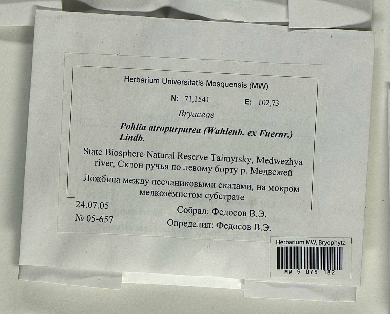 Pohlia atropurpurea (Wahlenb.) H. Lindb., Bryophytes, Bryophytes - Krasnoyarsk Krai, Tyva & Khakassia (B17) (Russia)